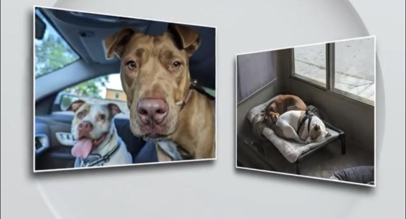 Perritas fueron adoptas juntas en un refugio