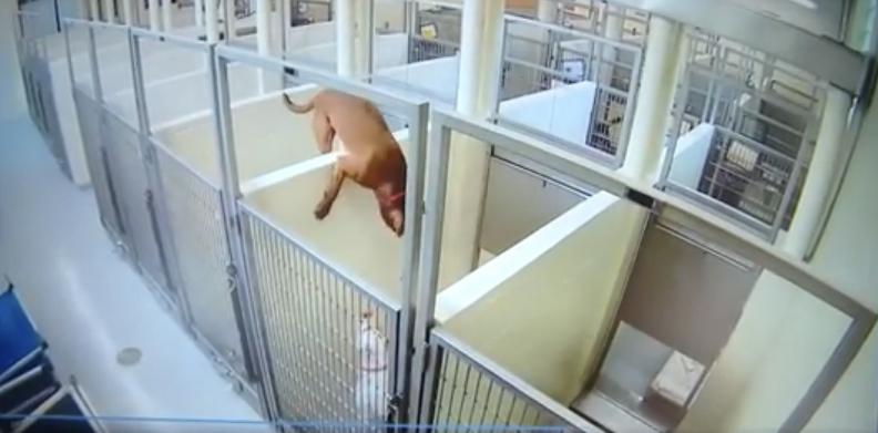 Perrita trepó pared para estar con su amiga