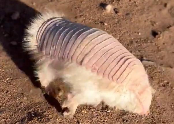Armadillo Hada Rosa