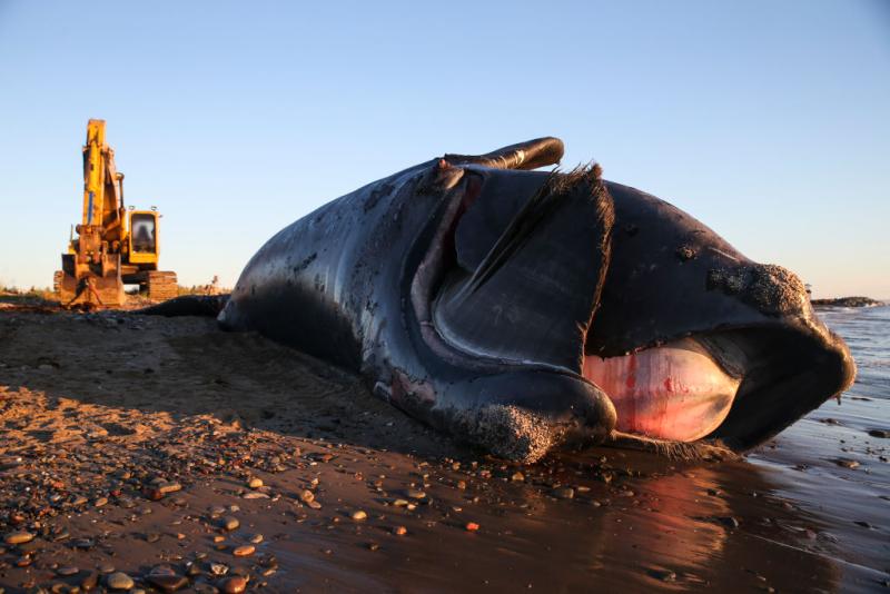 Ballenas francas a punto de desaparecer