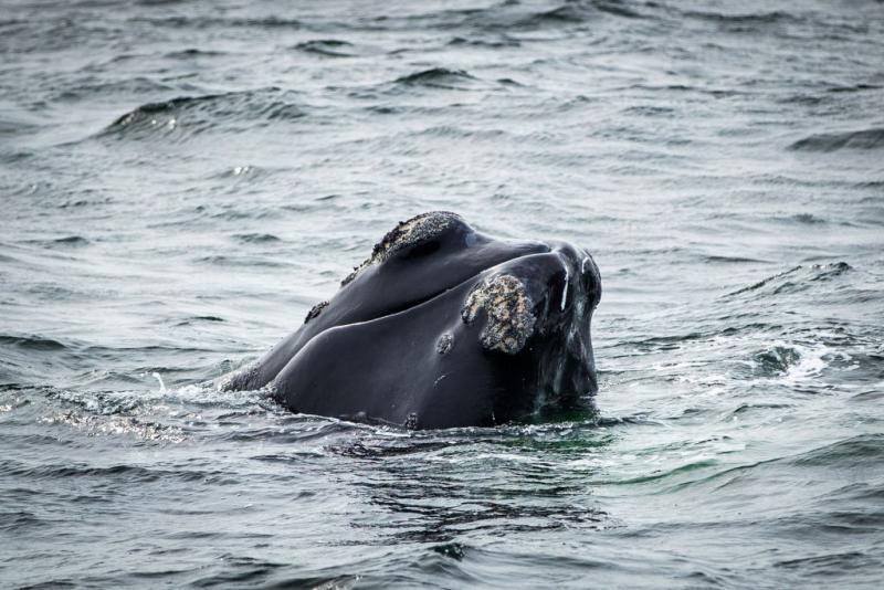 Ballenas francas a punto de desaparecer