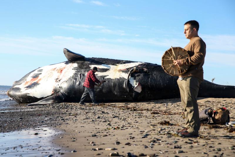 Ballenas francas a punto de desaparecer