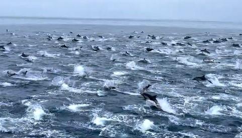 Grupo de delfines nadando en California