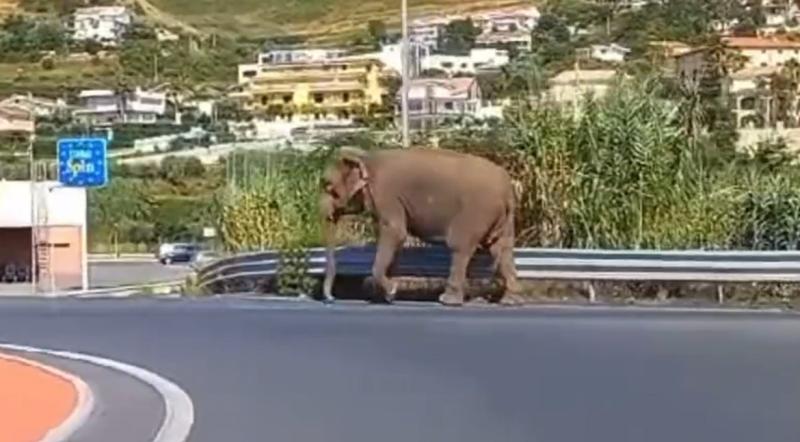 Elefante perdido en la calle