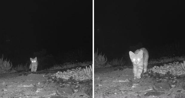 GATO COLO COLO EN REGIÓN DE ATACAMA