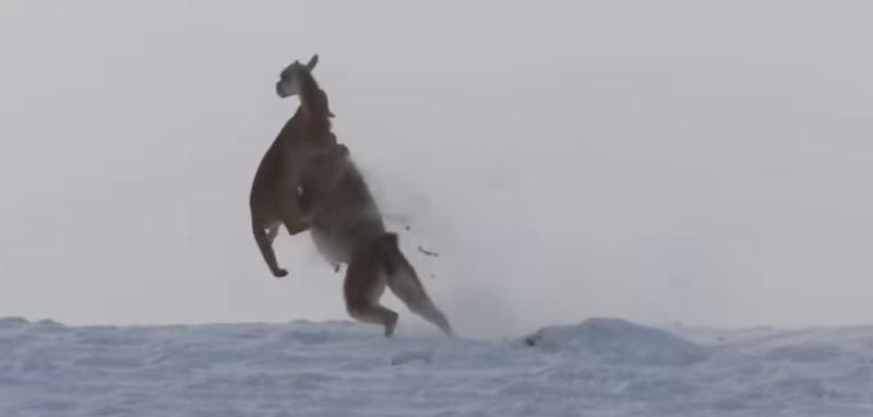 Puma caza a guanaco en la nieve