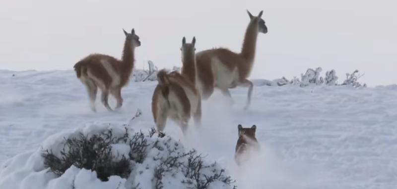 Puma caza a guanaco