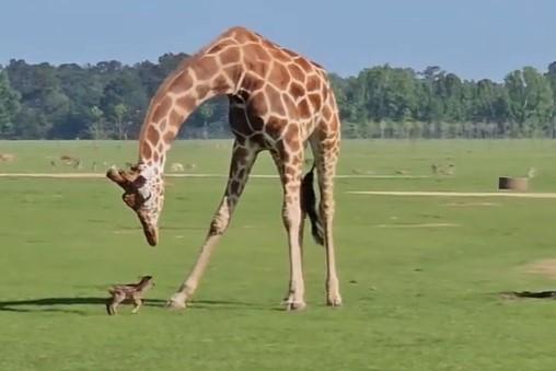 Jirafa juega con ciervito