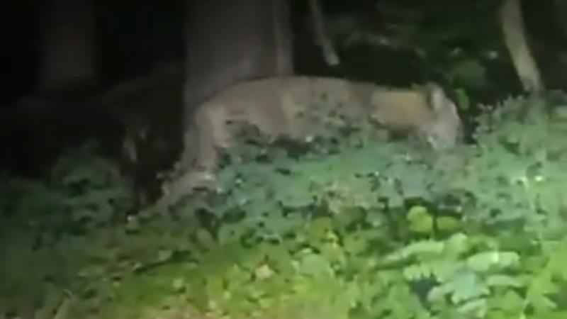 PANTALLAZO VIDEO VIRAL