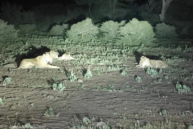 CACHORROS SE ENCUENTRAN CON SU MADRE