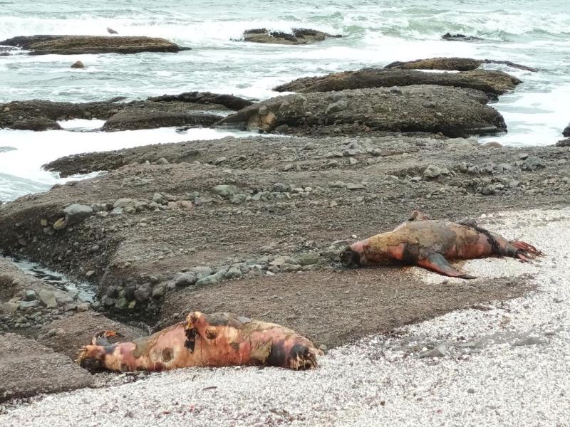 Lobo Marino afectado por Gripe Aviar