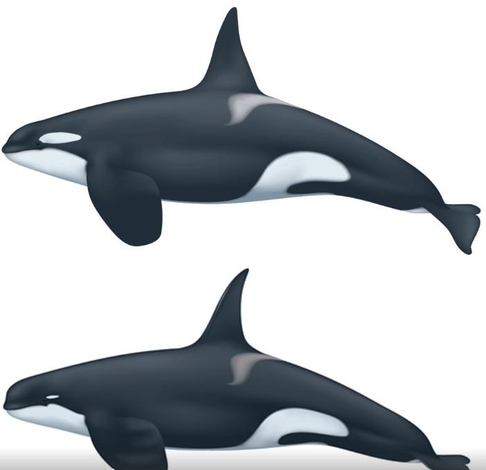 Orca Tipo D (Arriba) vs Orca común (Abajo) / Uko Gorter - Ladera Sur