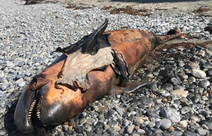 Orca Tipo D varada / Ladera Sur