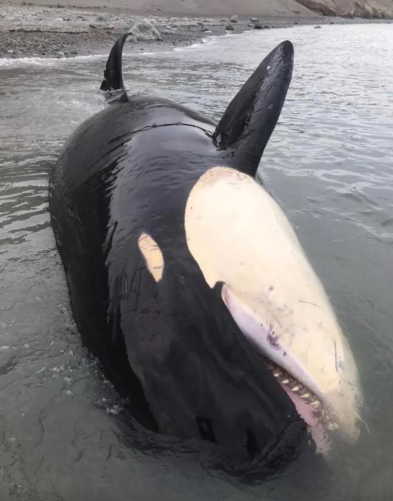 Orca Tipo D varada / Ladera Sur