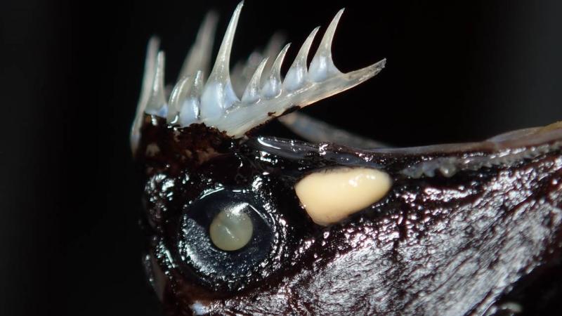 PEZ DRAGÓN Y SUS DIENTES