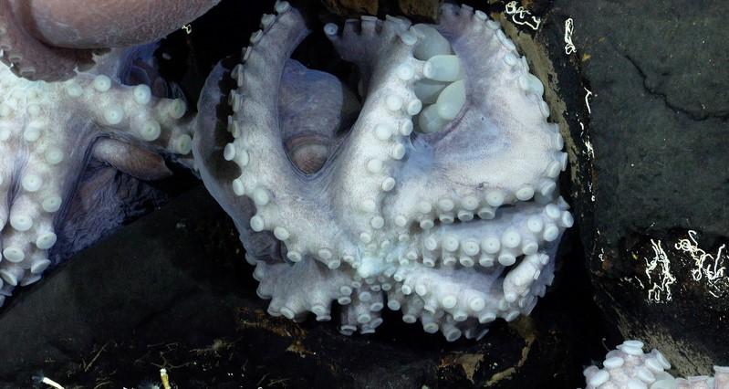 SCHMIDT OCEAN INSTITUTE