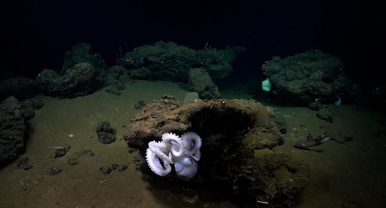 SCHMIDT OCEAN INSTITUTE