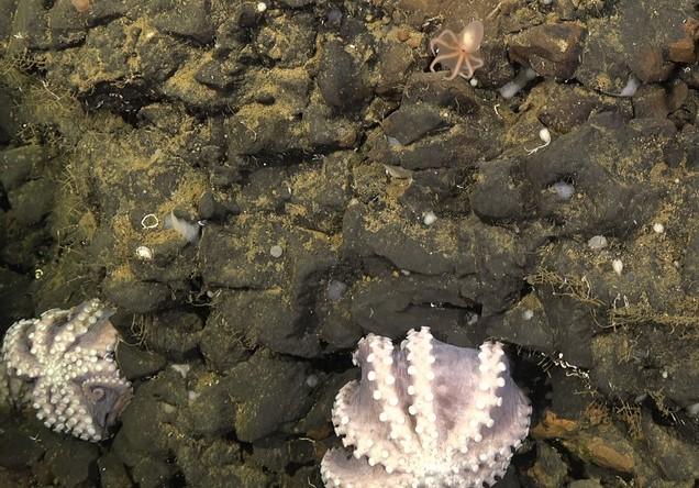 SCHMIDT OCEAN INSTITUTE