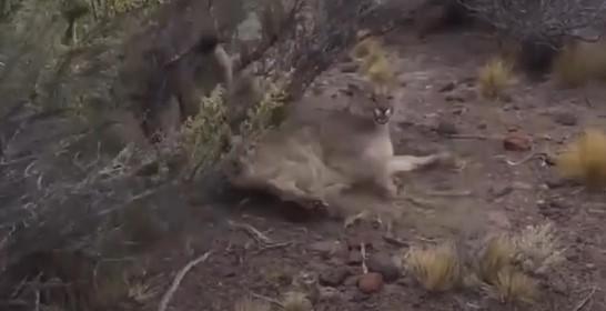 Puma es atacado en la Patagonia