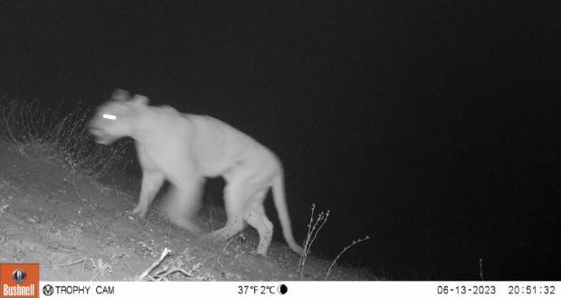 PUMA EN REGIÓN DE ATACAMA