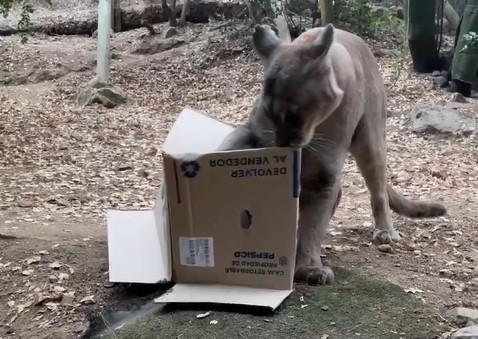 Pumas jugando con una caja