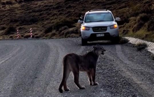 Pumas llama a madre