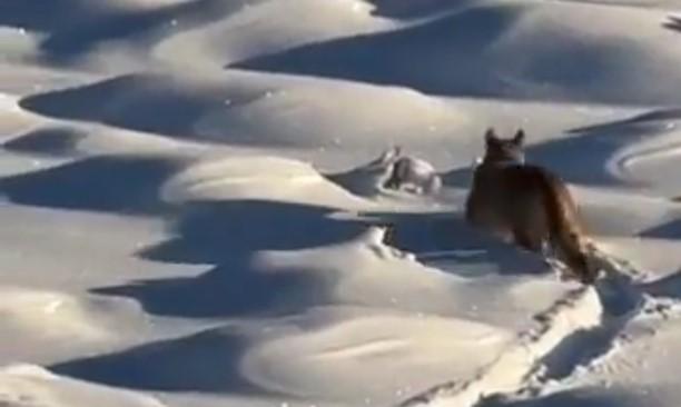 Puma en la nieve de la Patagonia