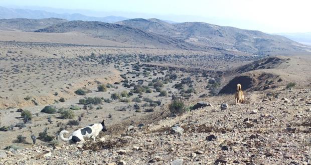PRESENCIA DE PERROS EN ÁREA PROTEGIDA DEL ESTADO