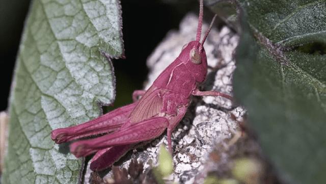 Saltamontes con eritrismo