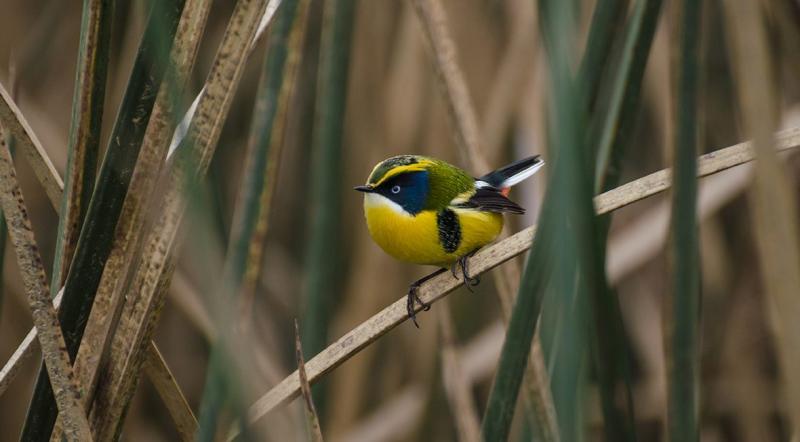 Pájaro siete colores, mascota de los Panamericanos Santiago 2023