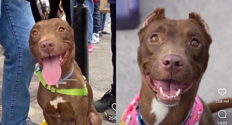 Familia encontró a su perro perdido hace meses en feria de adopción de mascotas