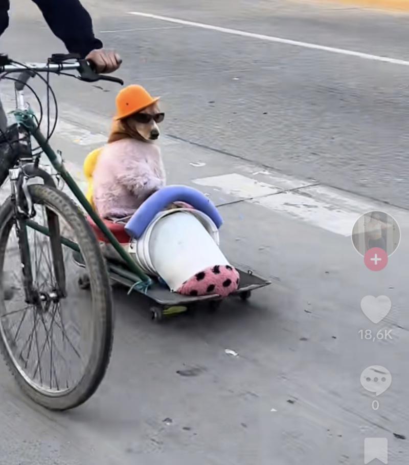 Perrito es viral al pasear con su dueño en extraño carrito