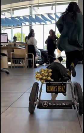 Reconocida marca de autos regaló silla de ruedas a una perrita que fue abandonada