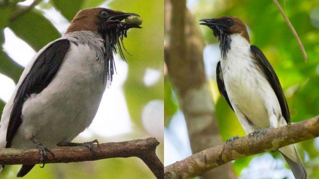 Pájaro Campanero fue visto después de 80 año en Colombia.