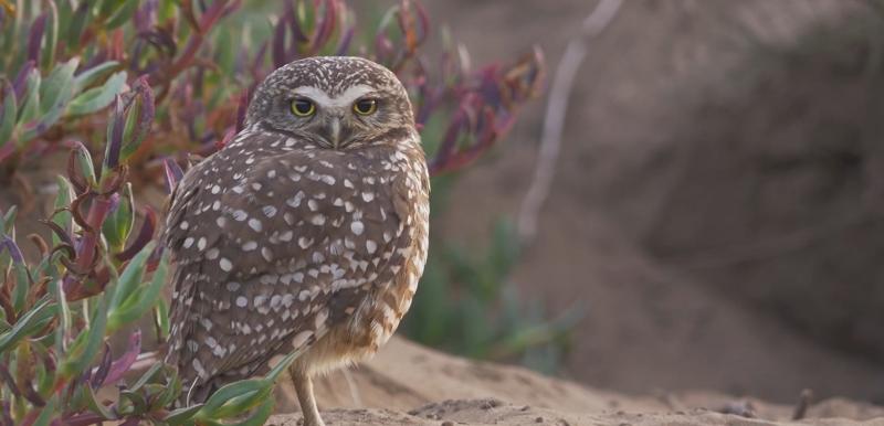 Conoce el minidocumental “Última Duna”