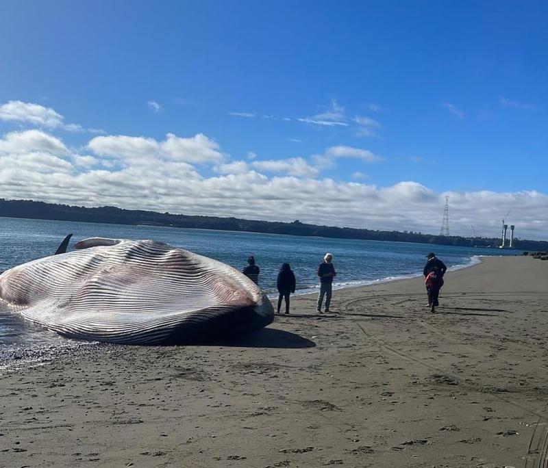Ballena Azul en Chiloé / Defendamos Chiloé