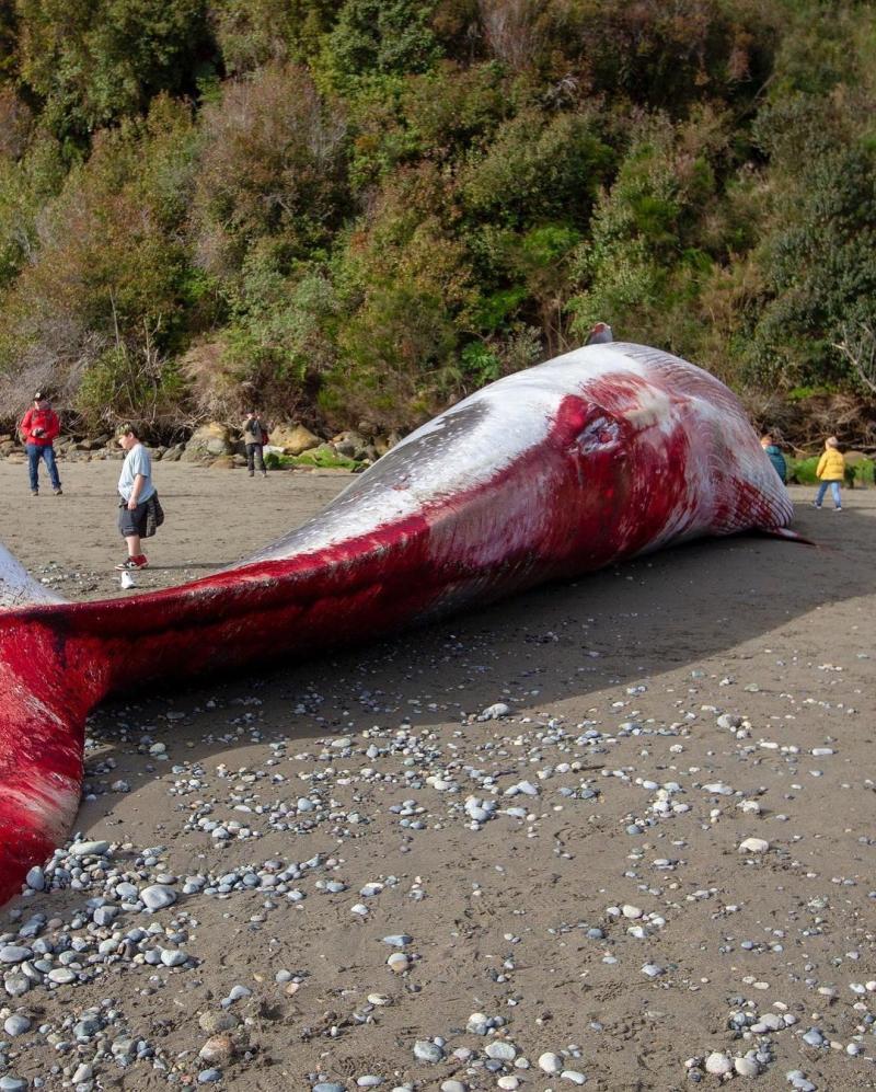 Ballena Azul en Chiloé / Álvaro Vidal / Austerra Society