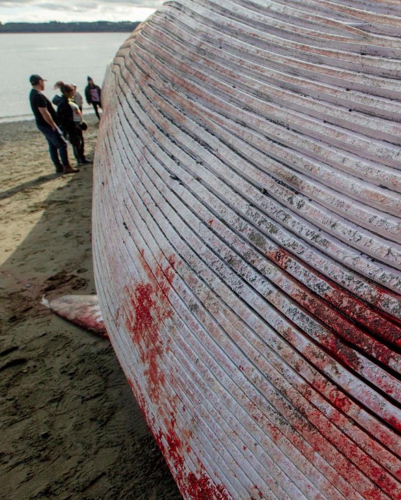 Ballena Azul en Chiloé / Álvaro Vidal / Austerra Society