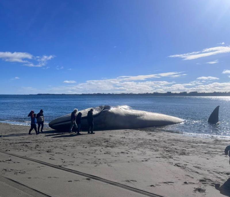 Ballena Azul en Chiloé / Defendamos Chiloé