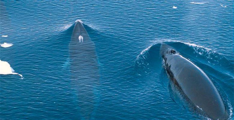 Ballena minke antártica