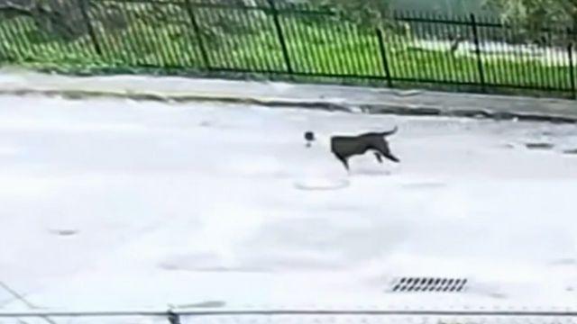 Perro abandonado en Florida. Créditos: Telemundo