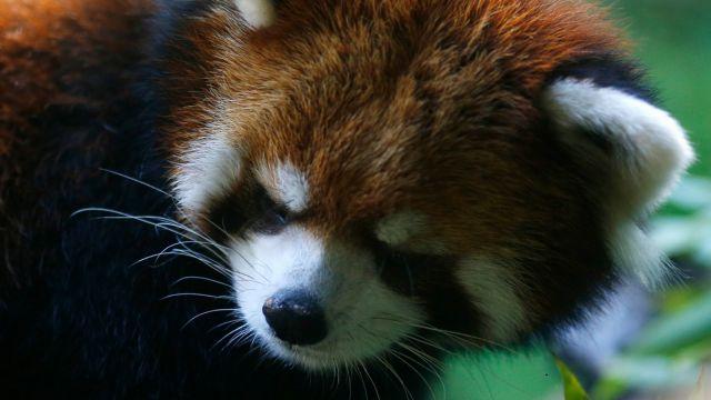 Kelú, el primer panda rojo nacido en Chile