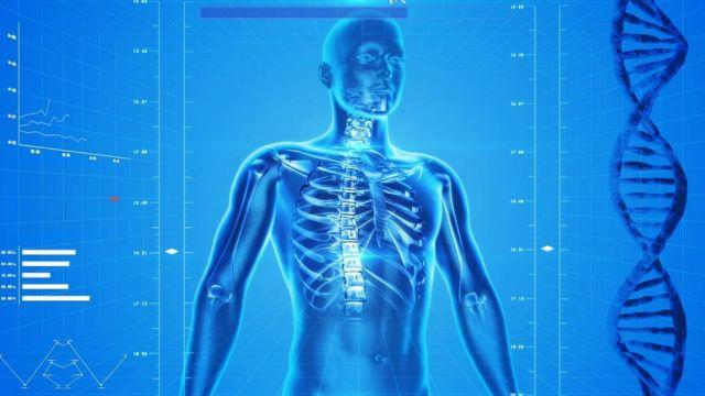 El timo en el cuerpo humano