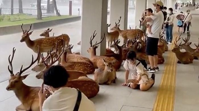 Ciervos acompañan a personas en Japón