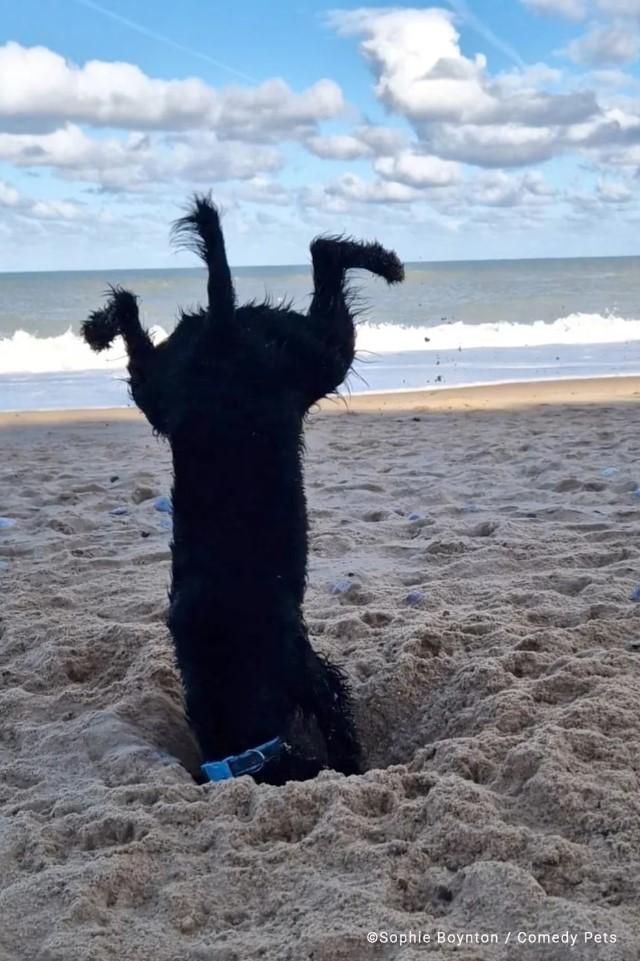 Mascotas en Comedy Pets