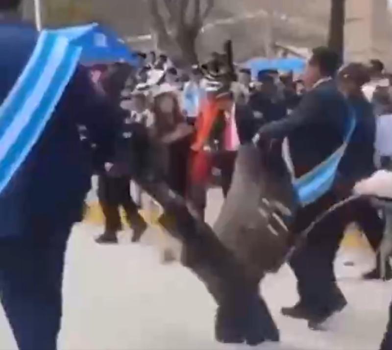 Cóndor fue arrastrado por alcalde en Perú