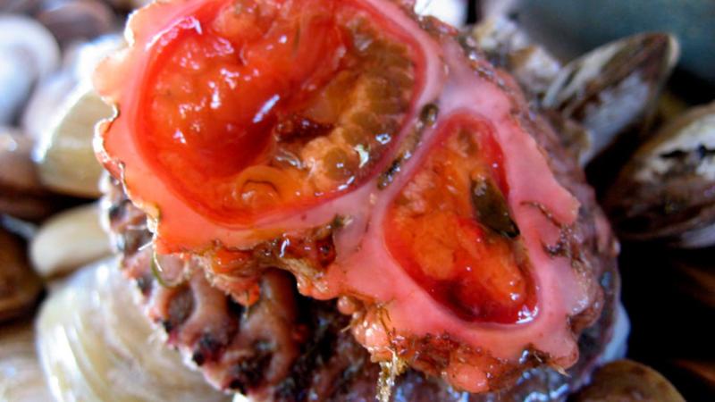 BBC se lanza contra el piure chileno