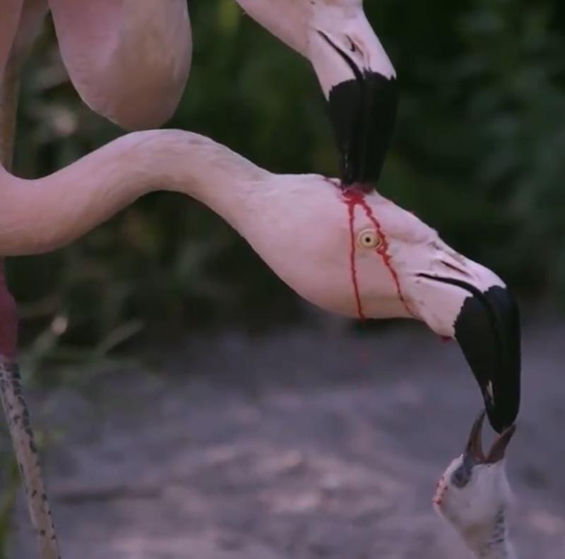 Flamencos alimentan a su cría con leche de buche