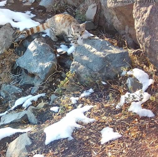 Gato Andino en la cordillera
