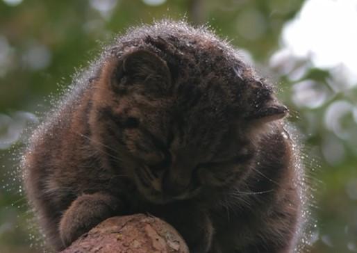 Gato güiña bajo la lluvia